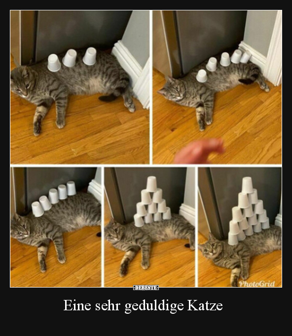 Eine sehr geduldige Katze.. - Lustige Bilder | DEBESTE.de