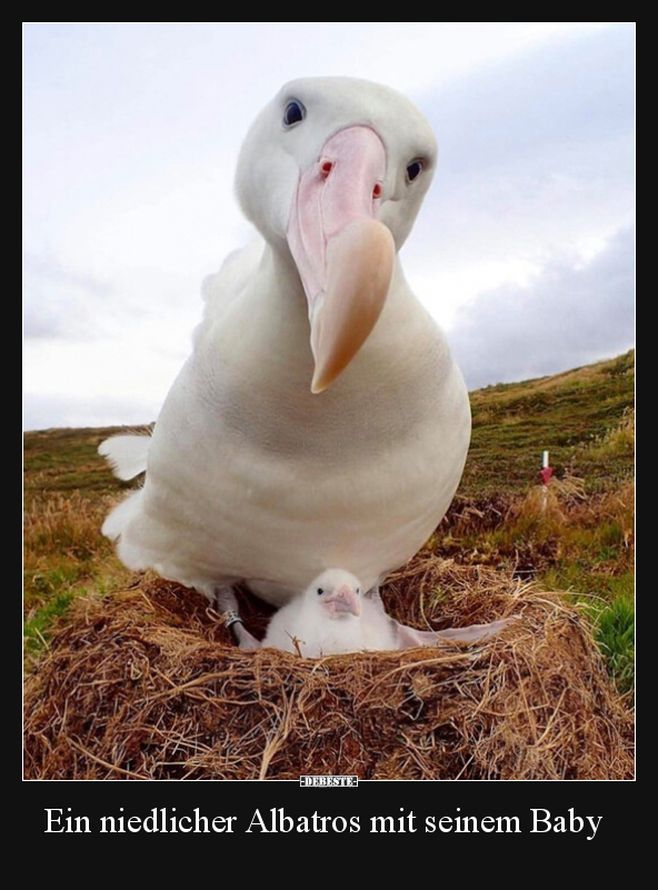 Ein niedlicher Albatros mit seinem Baby.. - Lustige Bilder | DEBESTE.de