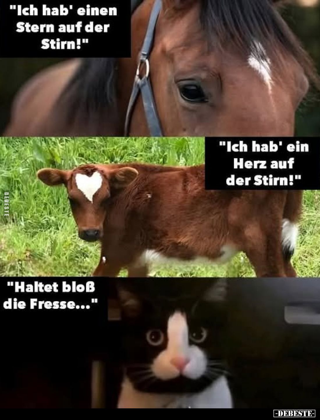 "Ich hab' einen Stern auf der Stirn!" -
"Ich hab' ein Herz auf der Stirn!" -
"Haltet bloß die Fres...