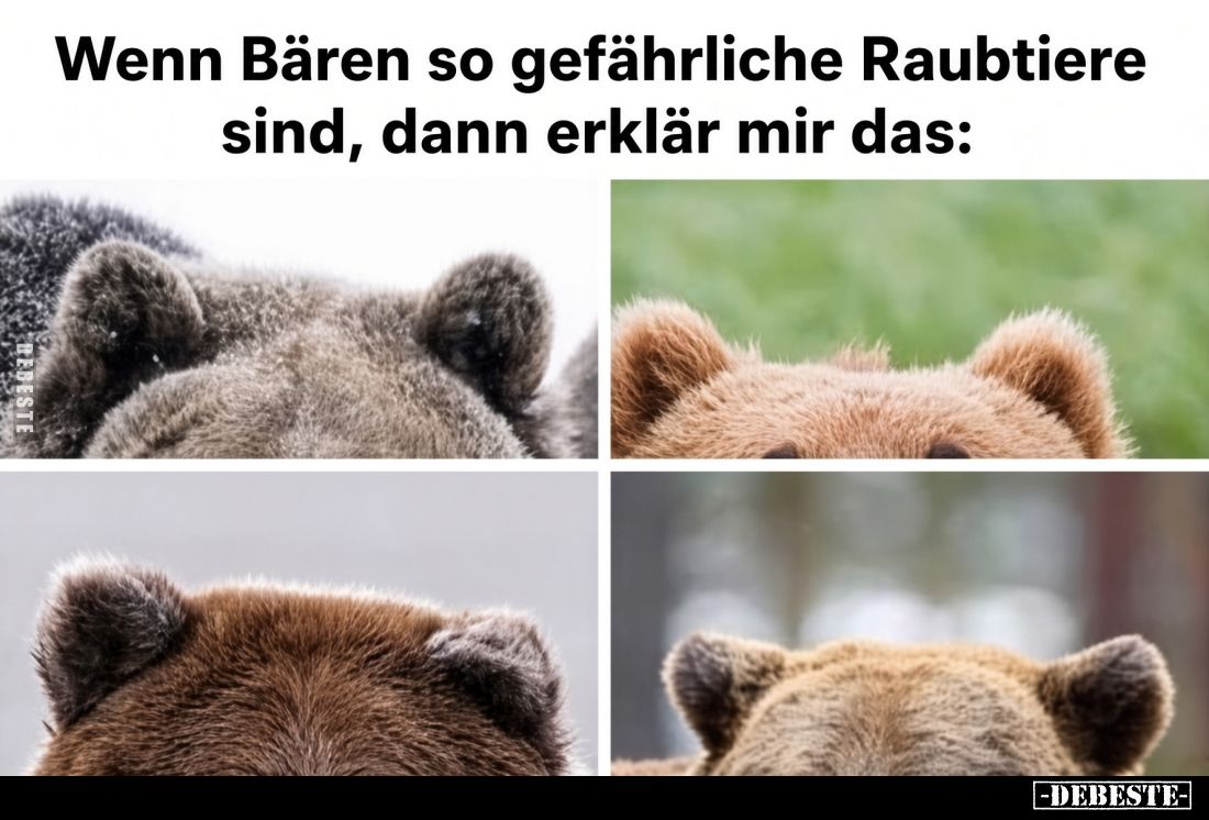 Wenn Bären so gefährliche Raubtiere sind, dann erklär mir das: