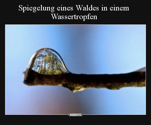Spiegelung eines Waldes in einem Wassertropfen.. - Lustige Bilder | DEBESTE.de