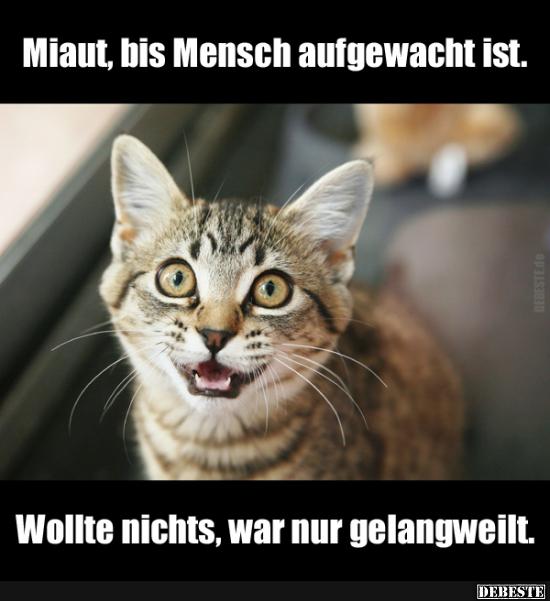 Miaut, bis Mensch augewacht ist..