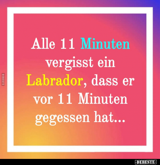 Alle 11 Minuten vergisst ein Labrador.. - Lustige Bilder | DEBESTE.de