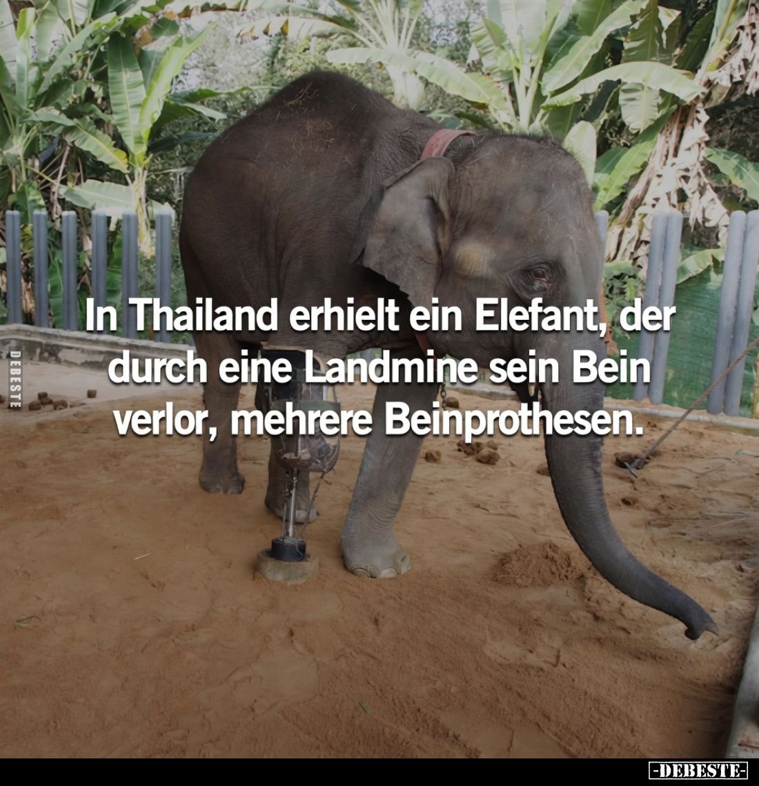 In Thailand erhielt ein Elefant, der durch eine Landmine sein Bein verlor, mehrere Beinprothesen.