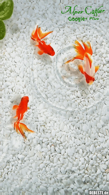 So süß <3 - Lustige Bilder | DEBESTE.de