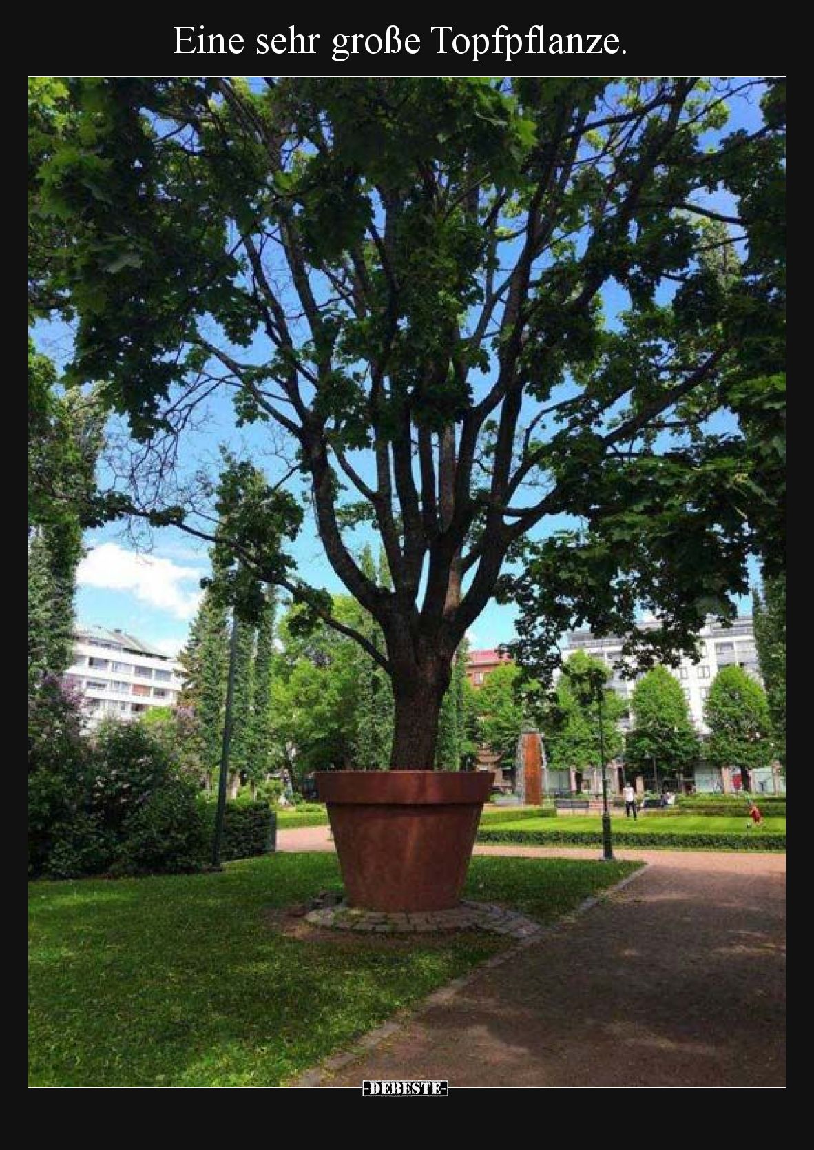 Eine sehr große Topfpflanze.