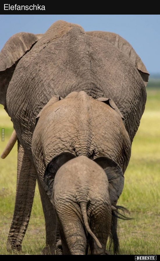 Elefanschka..
