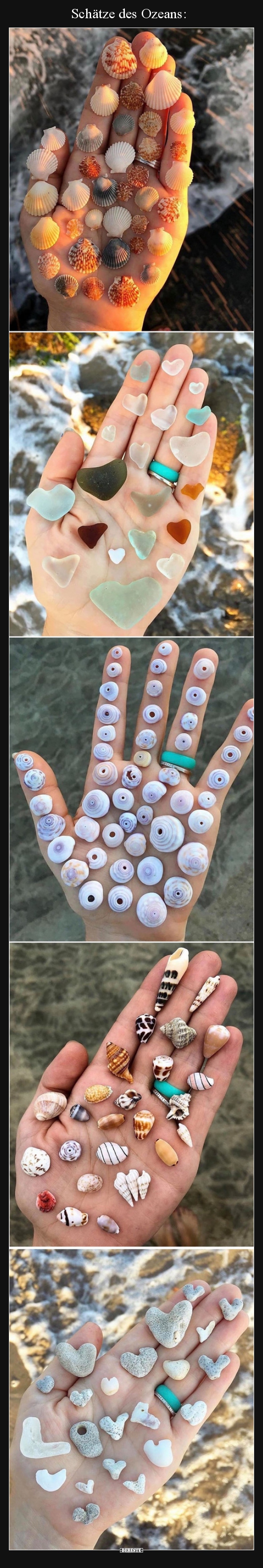 Schätze des Ozeans..