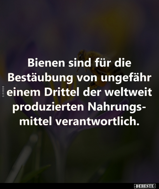 Bienen sind für die Bestäubung.. - Lustige Bilder | DEBESTE.de