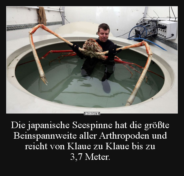 Die japanische Seespinne hat die größte Beinspannweite.. - Lustige Bilder | DEBESTE.de
