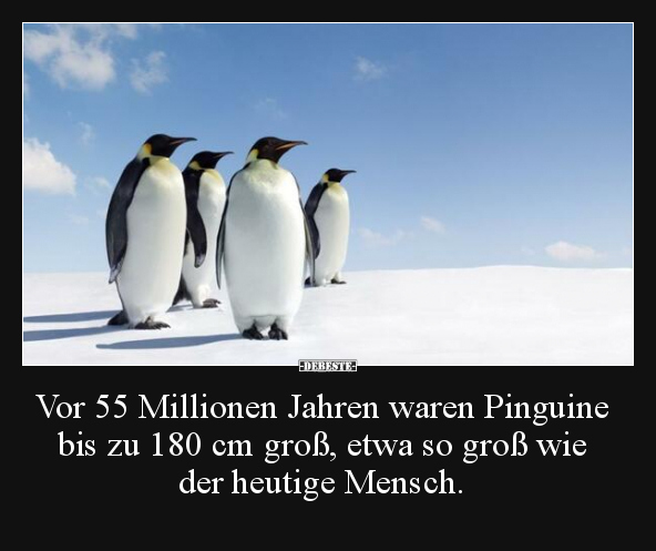 Vor 55 Millionen Jahren waren Pinguine bis zu 180 cm groß.. - Lustige Bilder | DEBESTE.de