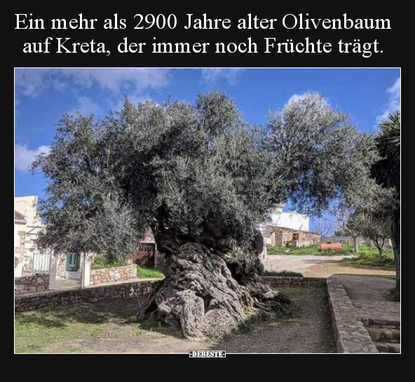 Ein mehr als 2900 Jahre alter Olivenbaum auf Kreta, der.. - Lustige Bilder | DEBESTE.de