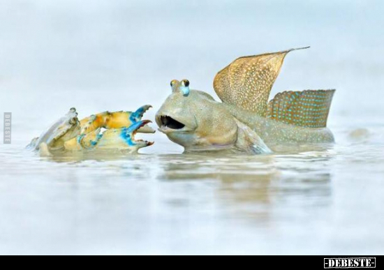  - Lustige Bilder | DEBESTE.de