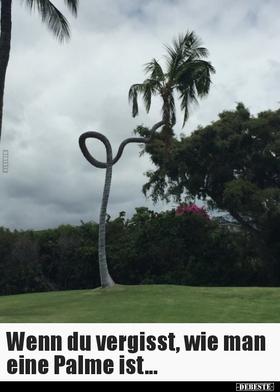 Wenn du vergisst, wie man eine Palme ist...