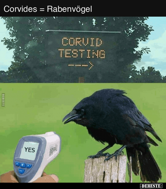 Corvides = Rabenvögel.. - Lustige Bilder | DEBESTE.de