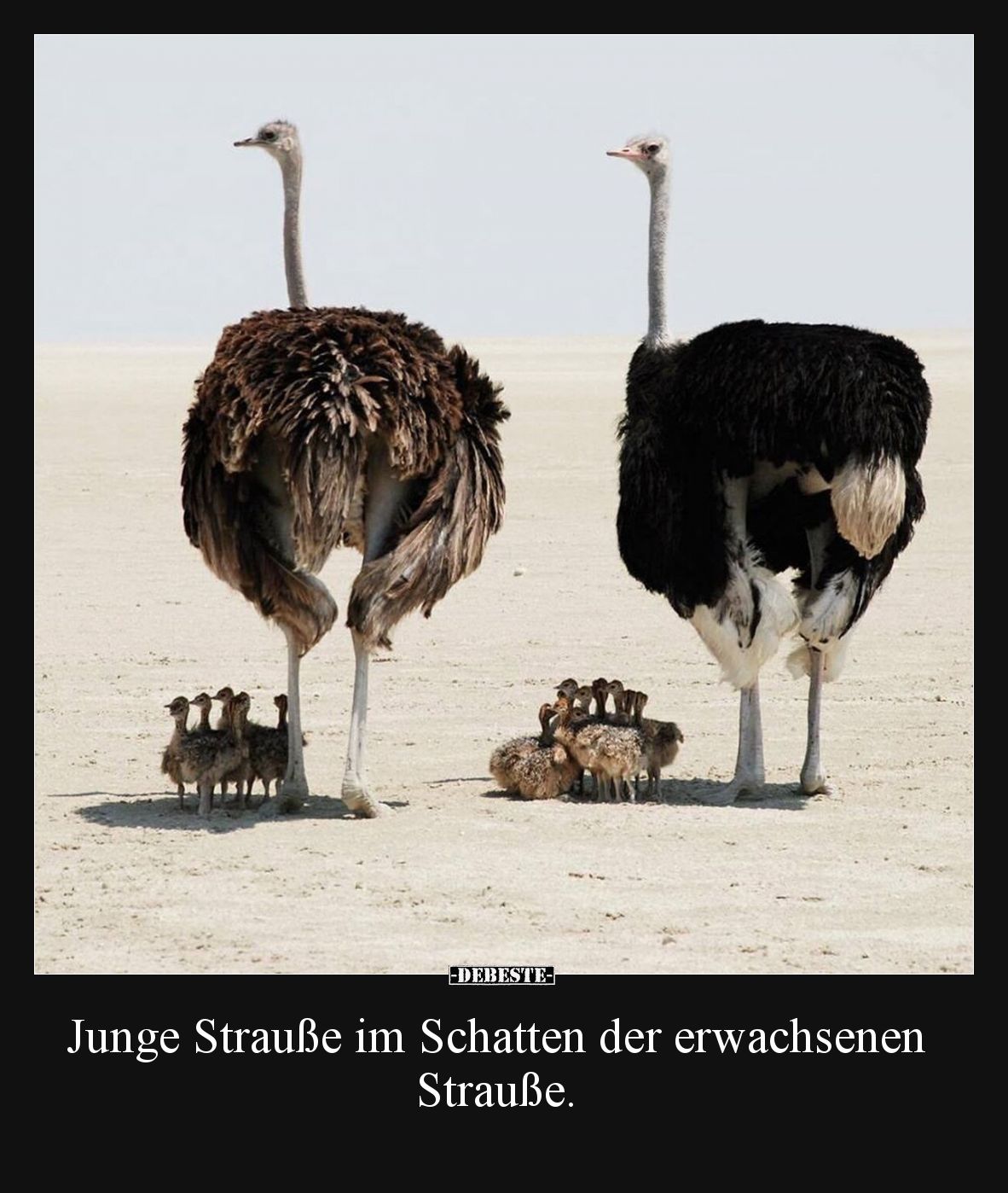 Junge Strauße im Schatten der erwachsenen Strauße... - Lustige Bilder | DEBESTE.de