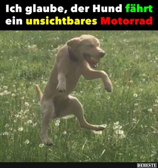 Ich glaube, der Hund fährt ein unsichtbares Motorrad..