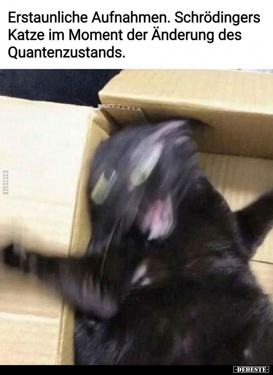 Erstaunliche Aufnahmen. Schrödingers Katze im Moment der Änderung des Quantenzustands.
