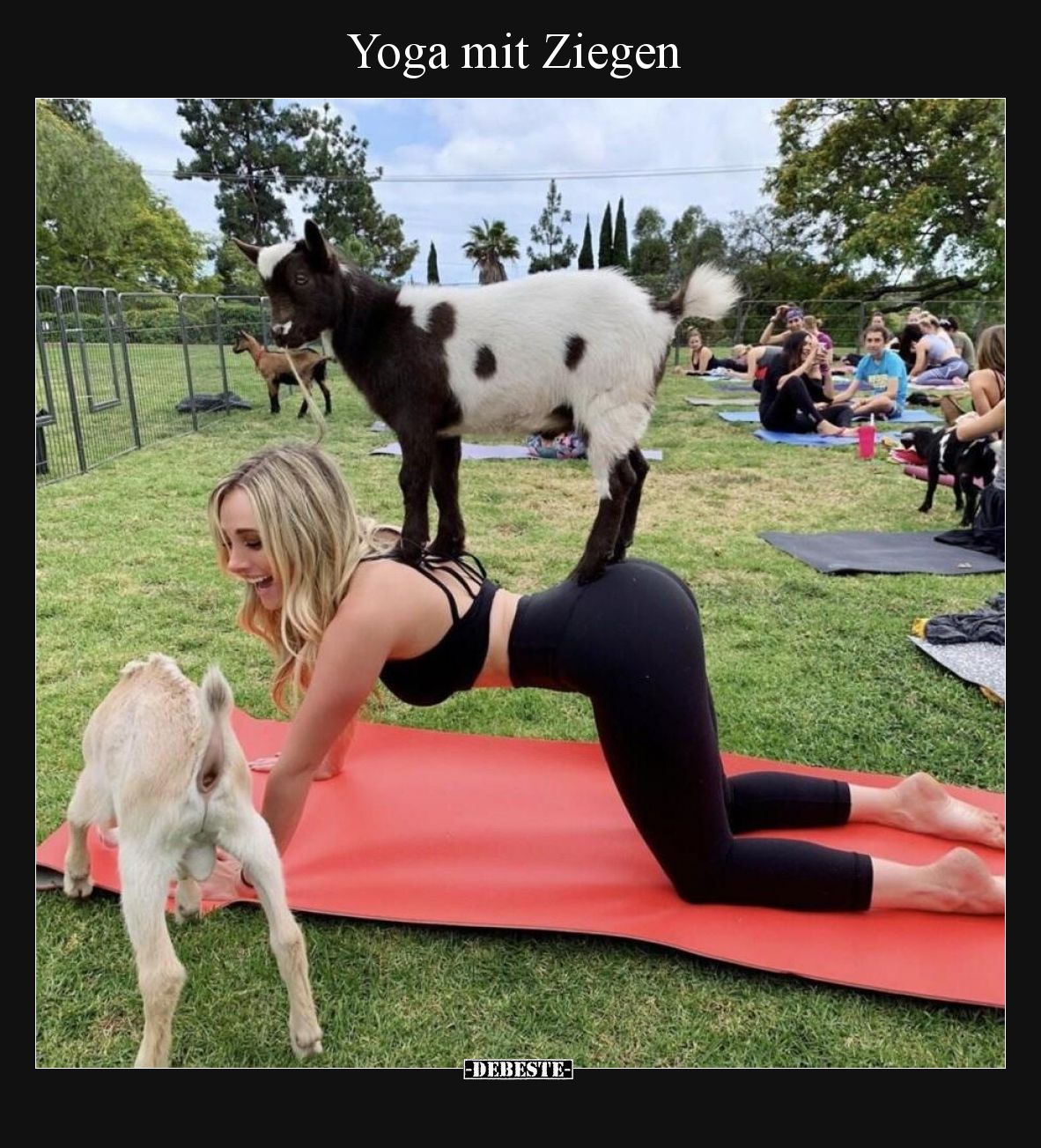 Yoga mit Ziegen