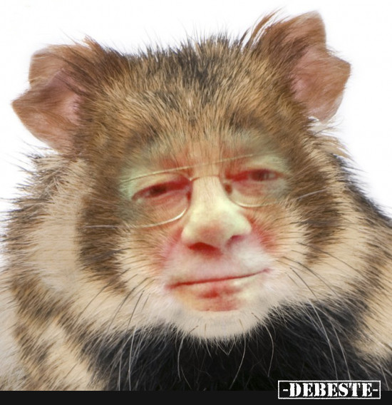 - Lustige Bilder | DEBESTE.de