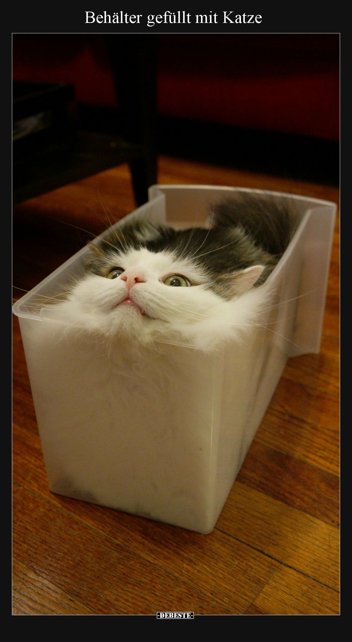 Behälter gefüllt mit Katze