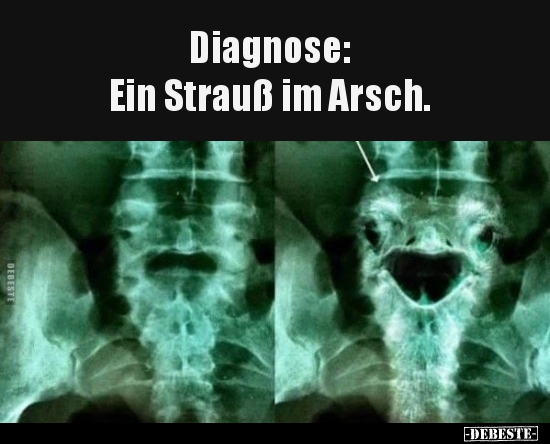 Diagnose: Ein Strauß im Arsch.. - Lustige Bilder | DEBESTE.de