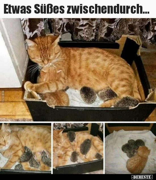 Etwas Süßes zwischendurch...