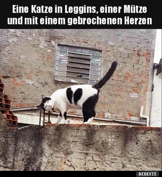 Eine Katze in Leggins, einer Mütze und mit einem.. - Lustige Bilder | DEBESTE.de