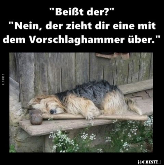 "Beißt der?".. - Lustige Bilder | DEBESTE.de