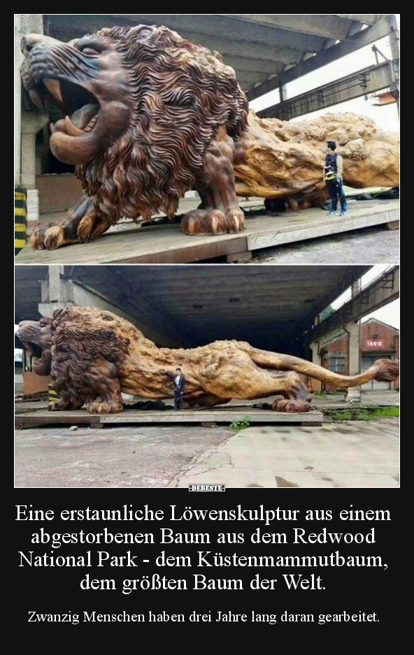 Eine erstaunliche Löwenskulptur aus einem abgestorbenen.. - Lustige Bilder | DEBESTE.de