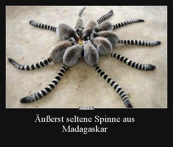 Äußerst seltene Spinne aus Madagaskar.. - Lustige Bilder | DEBESTE.de