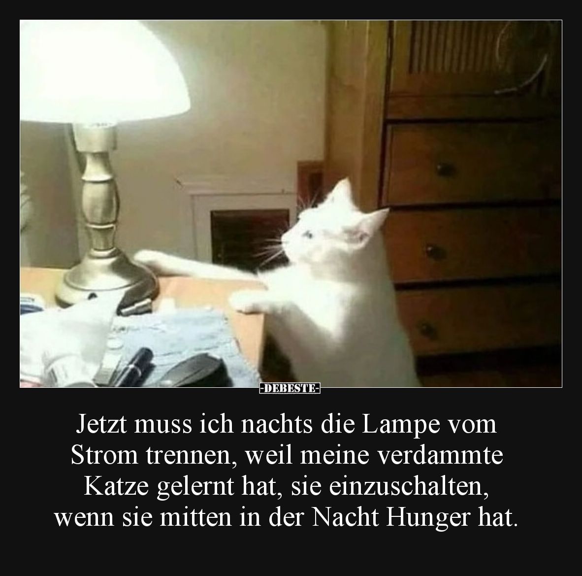 Jetzt muss ich nachts die Lampe vom Strom trennen, weil meine verdammte Katze gelernt hat, sie einzuschalten, wenn sie mitten...