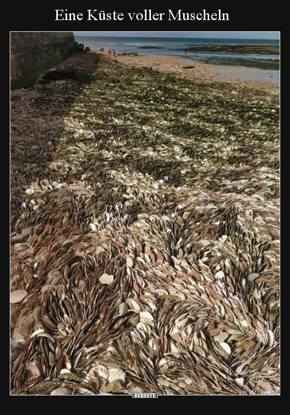 Eine Küste voller Muscheln..
