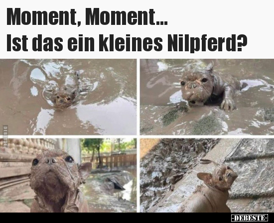 Moment, Moment... Ist das ein kleines Nilpferd?..