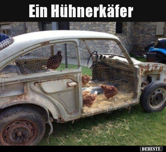 Ein Hühnerkäfer.. - Lustige Bilder | DEBESTE.de