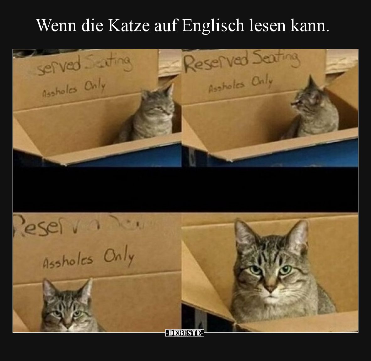 Wenn die Katze auf Englisch lesen kann.