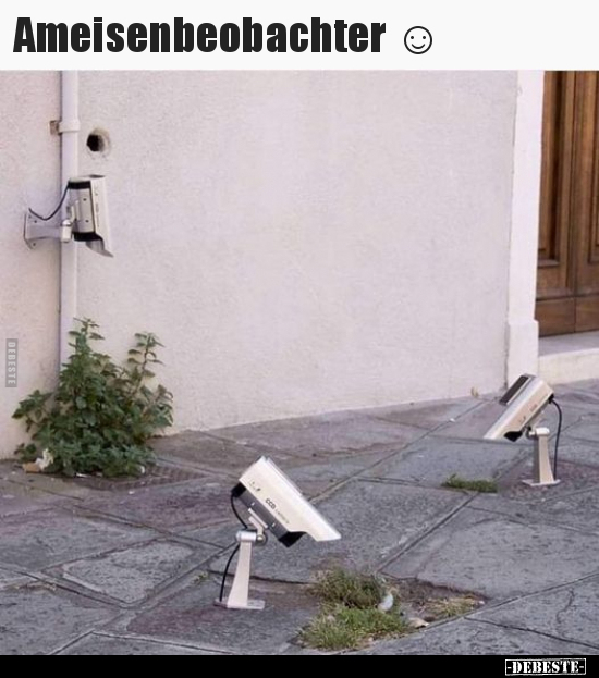 Ameisenbeobachter ☺.. - Lustige Bilder | DEBESTE.de