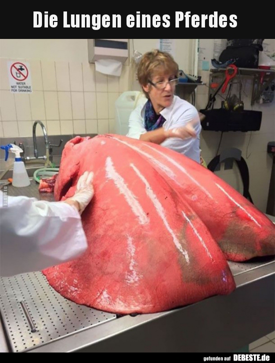 Die Lungen eines Pferdes..