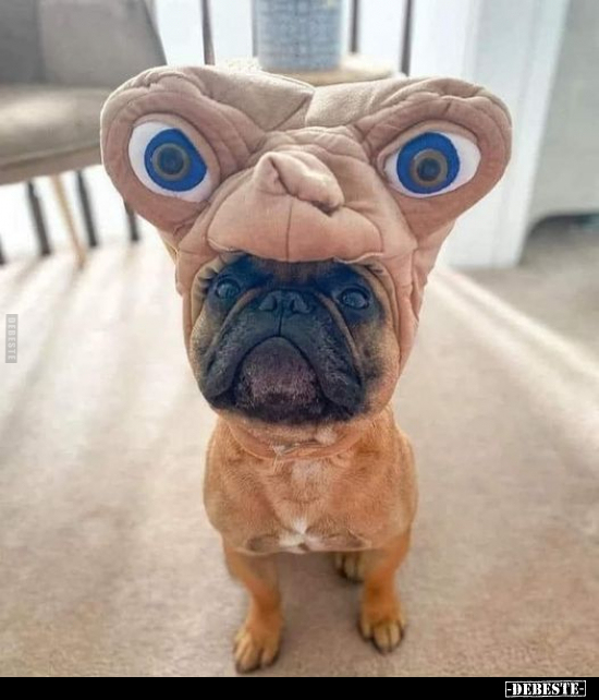  - Lustige Bilder | DEBESTE.de