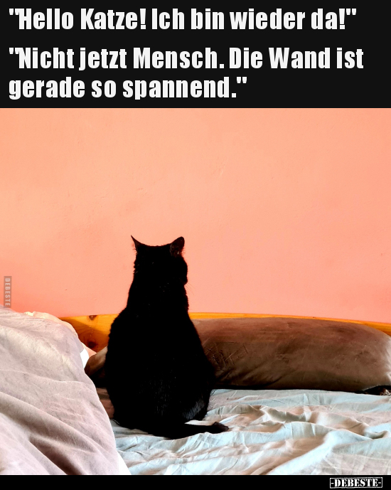 "Hello Katze! Ich bin wieder da!" "Nicht jetzt Mensch..." - Lustige Bilder | DEBESTE.de