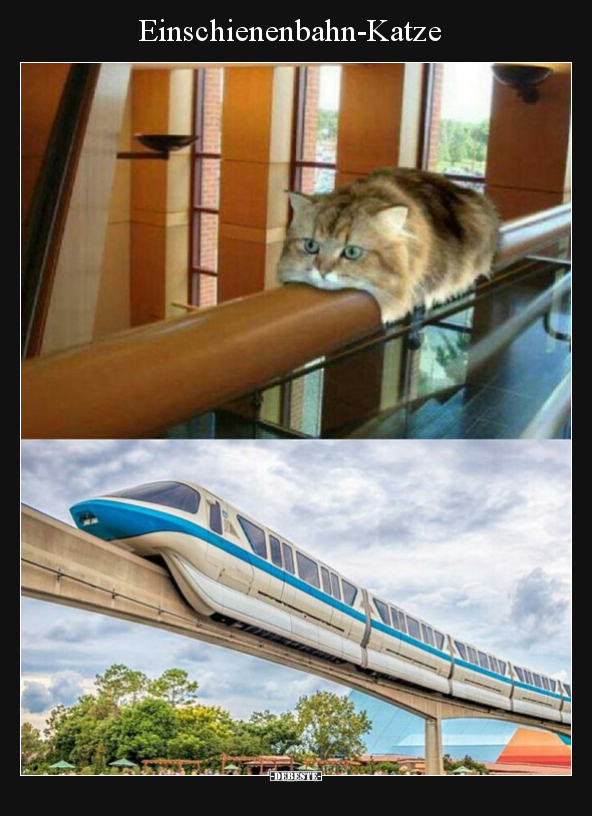 Einschienenbahn-Katze - Lustige Bilder | DEBESTE.de