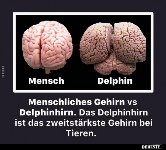 Menschliches Gehirn vs Delphinhirn.. - Lustige Bilder | DEBESTE.de