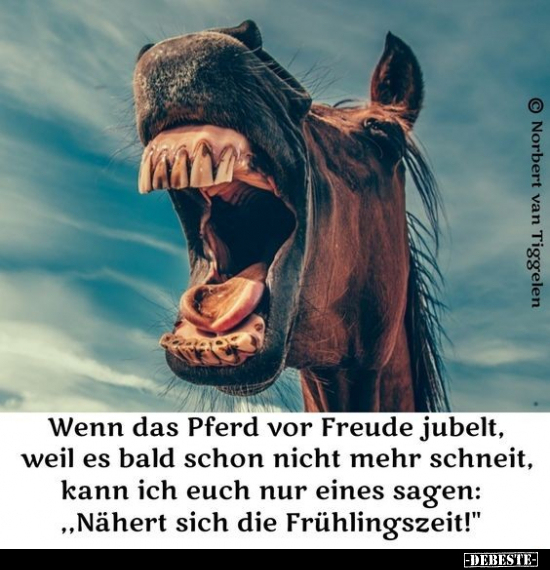 Wenn das Pferd vor Freude jubelt, weil es bald schon nicht..