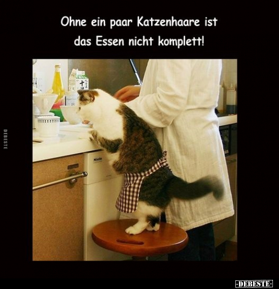 Ohne ein paar Katzenhaare ist das Essen nicht komplett!.. - Lustige Bilder | DEBESTE.de