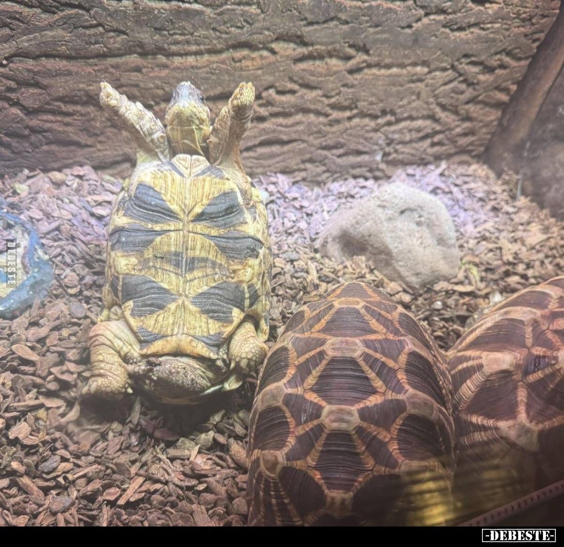  - Lustige Bilder | DEBESTE.de