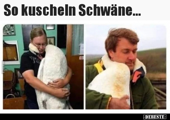So kuscheln Schwäne...