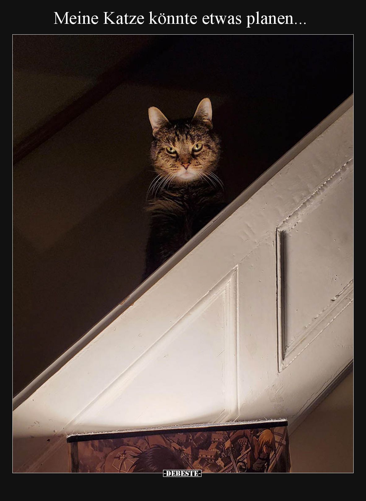 Meine Katze könnte etwas planen.