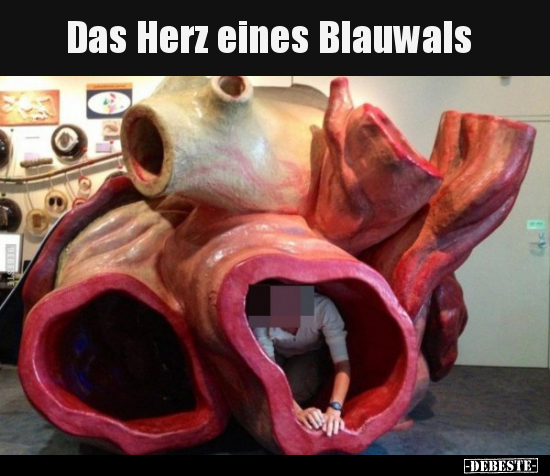 Das Herz eines Blauwals.. - Lustige Bilder | DEBESTE.de