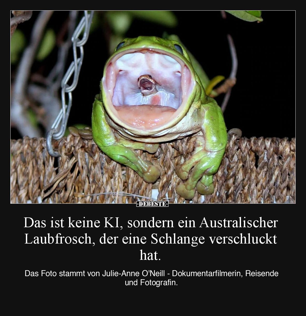 Das ist keine KI, sondern ein Australischer Laubfrosch, der eine Schlange verschluckt hat. Das Foto stammt von Julie-Anne O'N...