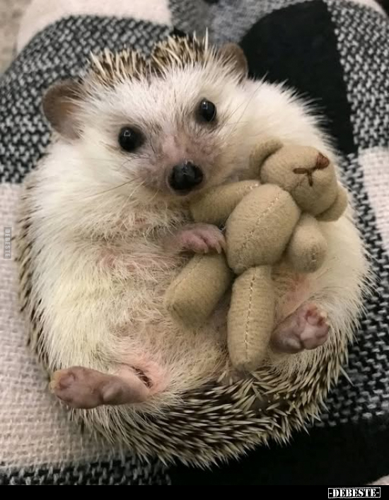  - Lustige Bilder | DEBESTE.de